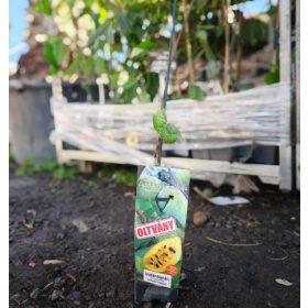 Asimina triloba - Indián banán OLTVÁNY