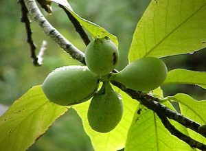 Asimina triloba - Indián banán OLTVÁNY