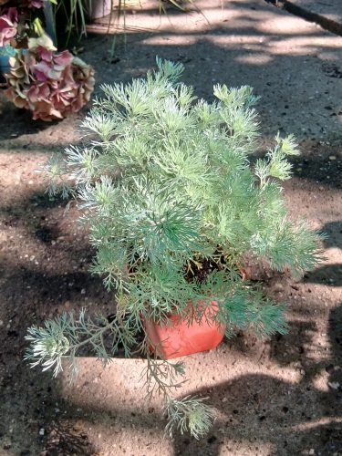 Artemisia schmidtiana Nana - Törpe japán üröm