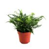 Athyrium spicatum - Hölgypáfrány