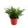 Athyrium spicatum - Hölgypáfrány