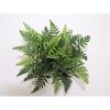 Athyrium spicatum - Hölgypáfrány