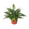 Athyrium spicatum - Hölgypáfrány