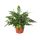 Athyrium spicatum - Hölgypáfrány