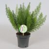 Asparagus Meyers 'Meyeri' - Tömött Klárisfű 