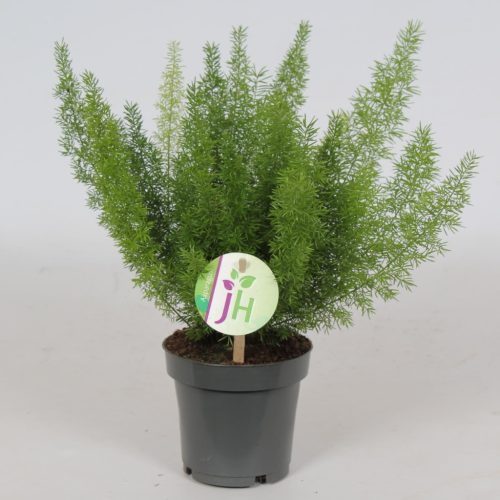 Asparagus Meyers 'Meyeri' - Tömött Klárisfű 