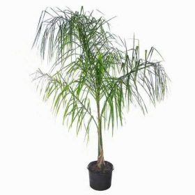 Arecastrum Sygarus romanzoffianum-  Királynőpálma