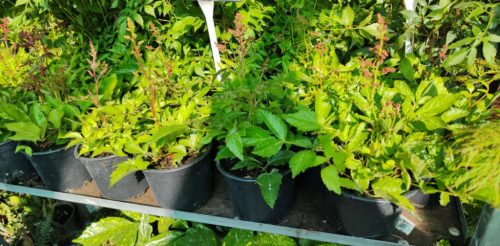 Astilbe MIX - Tollbuga