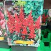 Astilbe mix - Tollbuga