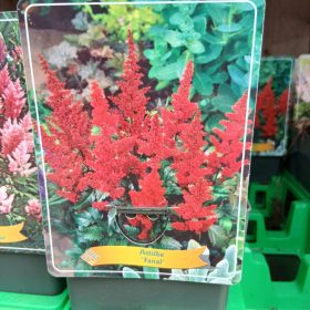 Astilbe mix - Tollbuga