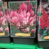 Astilbe mix - Tollbuga