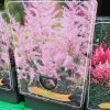 Astilbe mix - Tollbuga