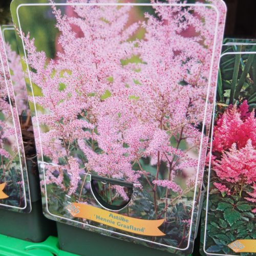 Astilbe mix - Tollbuga