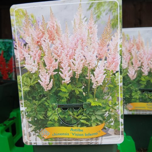 Astilbe mix - Tollbuga