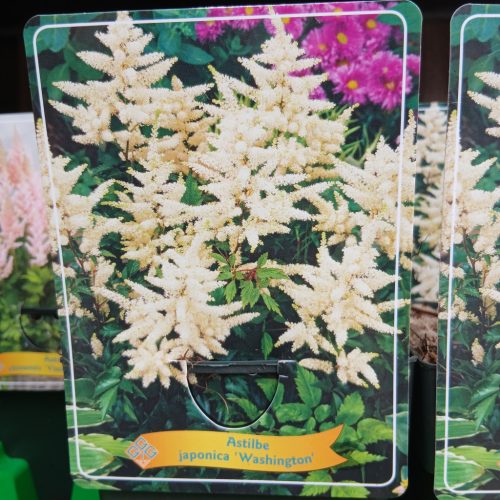 Astilbe mix - Tollbuga