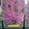 Astilbe mix - Tollbuga