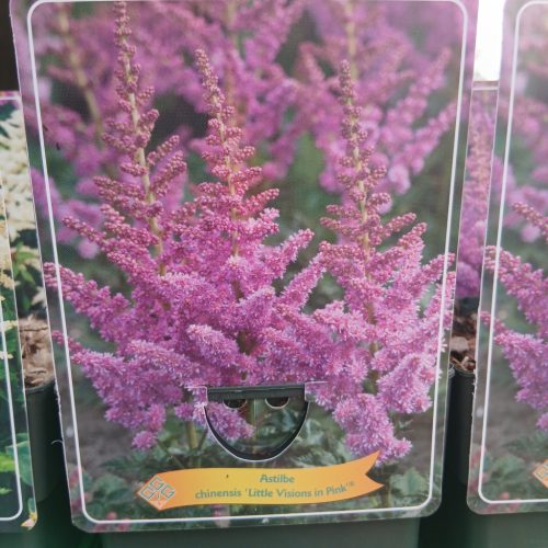 Astilbe mix - Tollbuga