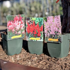 Astille mix - Tollbuga mix