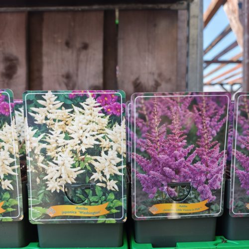 Astille mix - Tollbuga mix