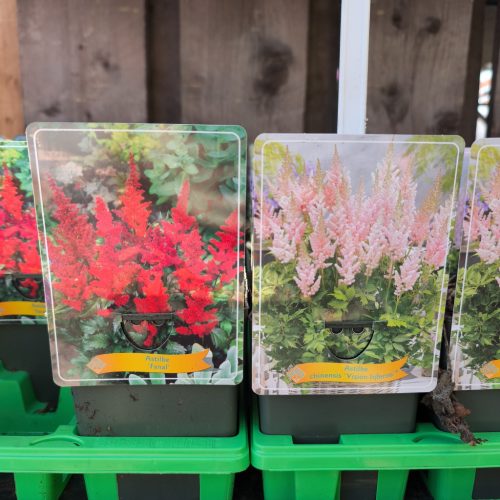 Astille mix - Tollbuga mix