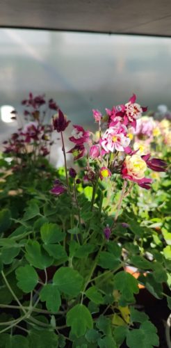 Aquilegia - Teltvirágú harangláb