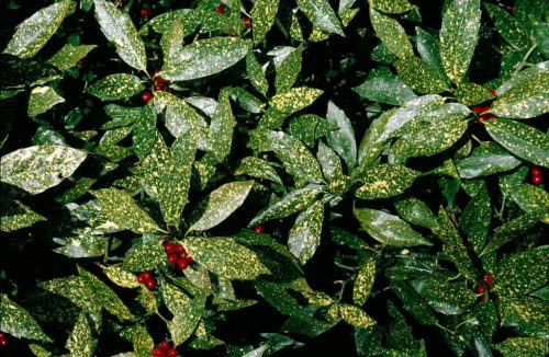 Aucuba japonica 'Variegata' - Tarkalevelű babérsom