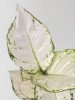 Aglaonema 'White joy' - Rákvirág