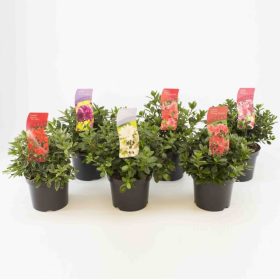 Azalea japonica – Azálea