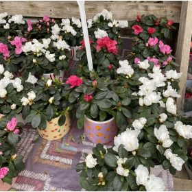 Azalea japonica – Azálea Kaspóban