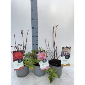 Azalea Knaphill – Azálea