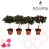 Azalea Flandresse® 'gemengd' Rhododendron stam MIX - Törzses Azálea (fehér, pink, halvány rózsaszín)