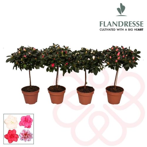 Azalea Flandresse® 'gemengd' Rhododendron stam MIX - Törzses Azálea (fehér, pink, halvány rózsaszín)