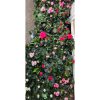 Azalea Flandresse® 'gemengd' Rhododendron stam MIX - Törzses Azálea (fehér, pink, halvány rózsaszín)