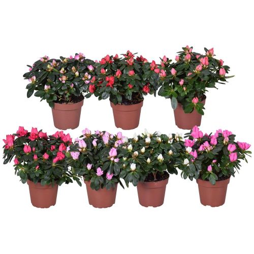 Rhododendron 'Azalea Flandresse' mix - Azálea