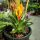 Bromelia  - Bromélia