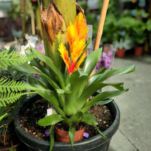 Bromelia  - Bromélia