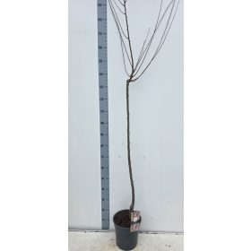 Prunus triloba – Babarózsa (törzses)