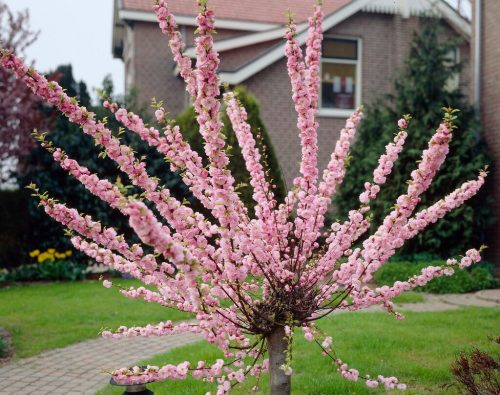 Prunus triloba – Babarózsa (törzses)
