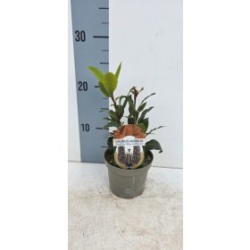 Laurus nobilis - Babér