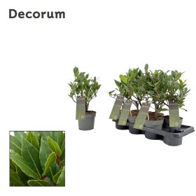 Laurus nobilis - Babér