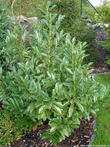 Prunus laurocerasus 'Marbled white' – Babérmeggy