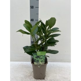 Prunus laurocerasus 'Novita' – Babérmeggy