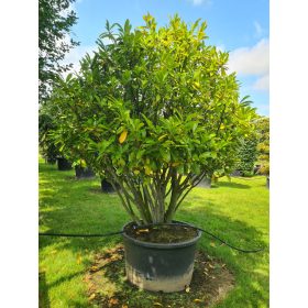 Prunus laurocerasus 'Novita' – Babérmeggy