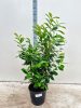 Prunus laurocerasus 'Novita' – Babérmeggy