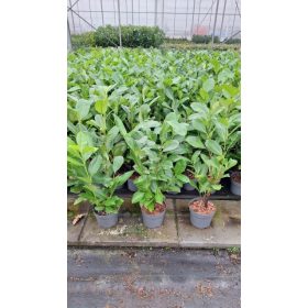 Prunus laurocerasus 'rotundifolia' – Babérmeggy