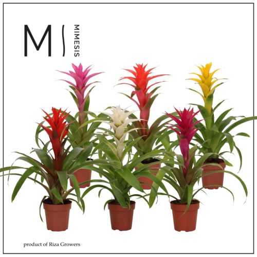 Bromelia Cupcake- Bromélia