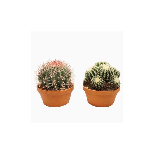 Bolcactus MIX 23 cm