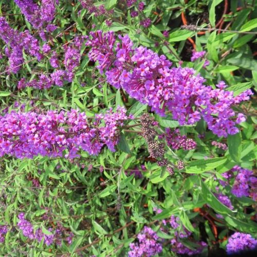 Buddleja davidii - 'Border Beauty' - Illatos Nyári Orgona