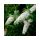 Buddleja Davidii Butterfly Candy 'Little White' - Nyári Orgona