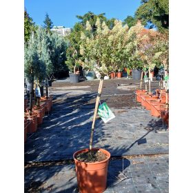   Buddleja davidii 'White profusion' - Nyári Orgona (törzses)